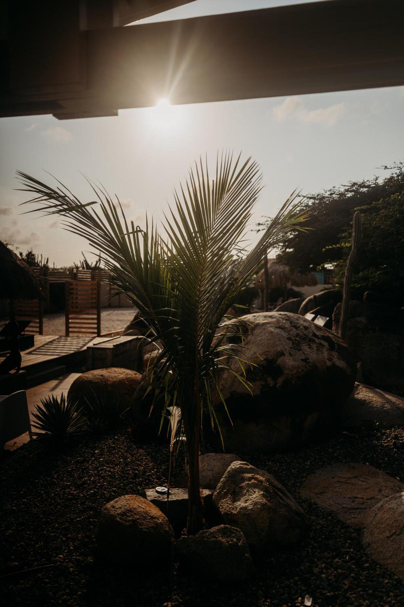 Pura Vida Aruba Appartement Palma ノールト エクステリア 写真