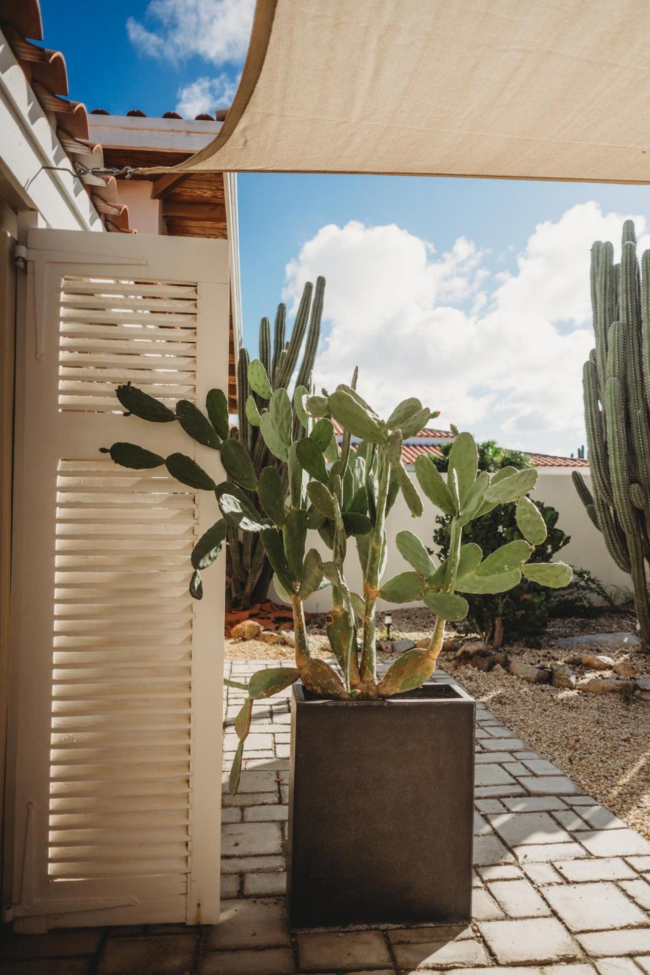 Pura Vida Aruba Appartement Palma ノールト エクステリア 写真